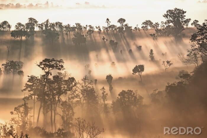Papier peint  Forêt éclairée par le soleil couchant