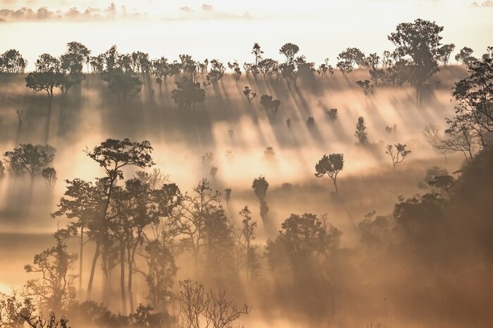 Papier peint  Forêt éclairée par le soleil couchant