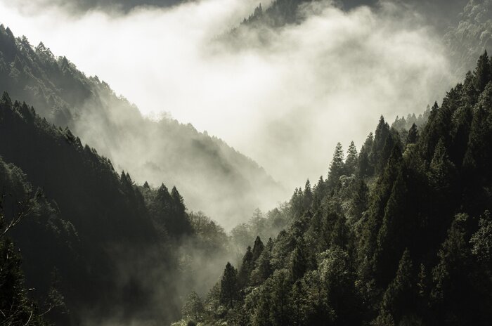 Papier peint  Forêt en haute montagne