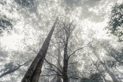 Papier peint  Forêt en noir et blanc dans la brume