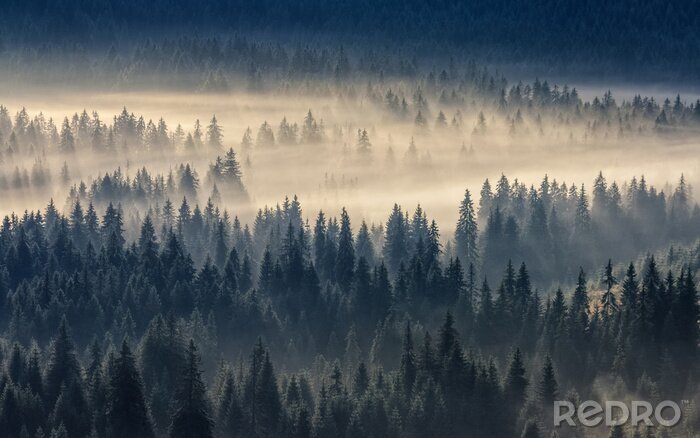 Papier peint  Forêt enveloppée d'un brouillard jaunâtre