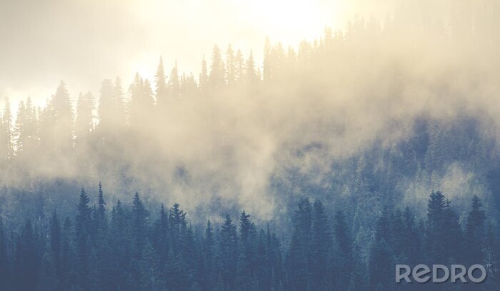 Papier peint  Forêt enveloppée de brouillard