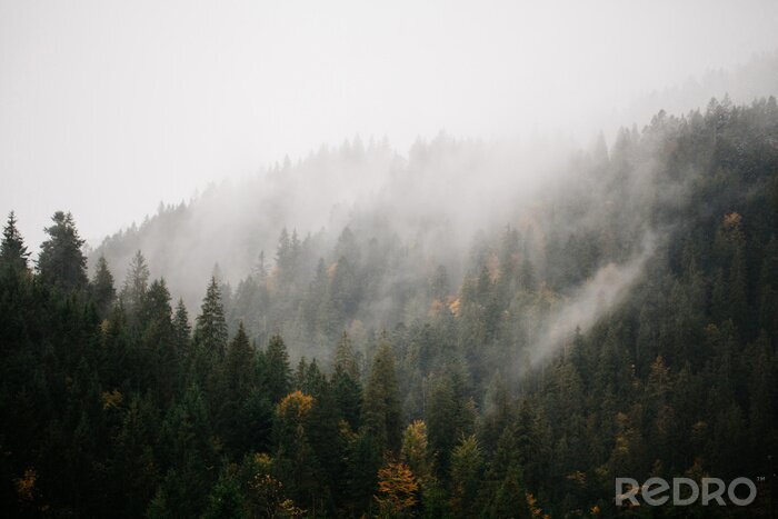 Papier peint  Forêt et montagnes enveloppées de brouillard