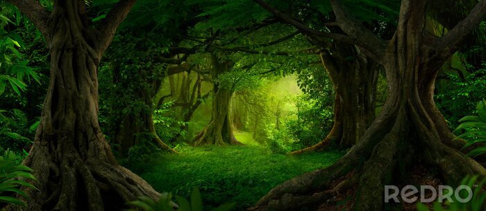 Papier peint  Forêt fantastique verte