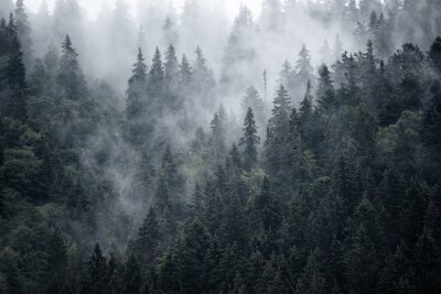 Forêt gris acier dans la brume
