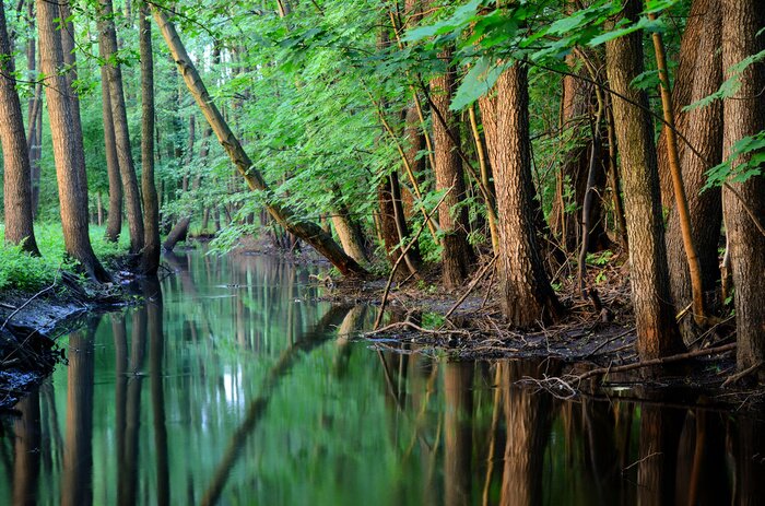 Papier peint  Forêt humide