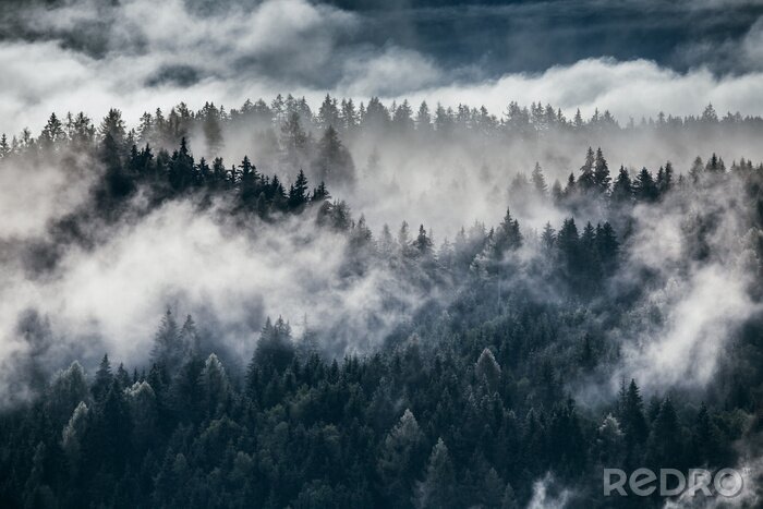 Papier peint  Forêt immergée dans les nuages