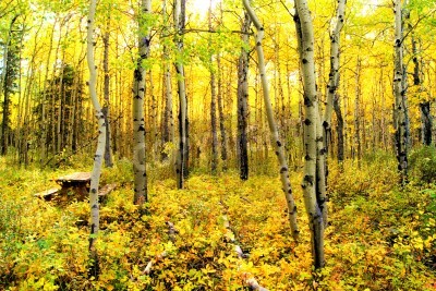 Papier peint  Forêt jaune d'automne