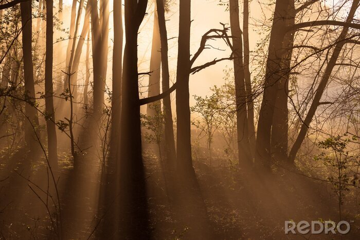 Papier peint  Forêt, lumière, tôt, matin