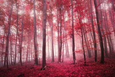 Papier peint  Forêt magique rouge