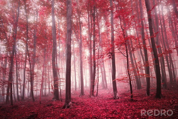 Papier peint  Forêt magique rouge