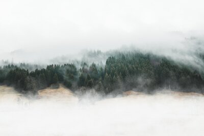 Forêt maussade dans le brouillard