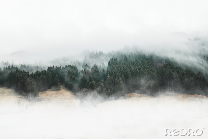 Papier peint  Forêt maussade dans le brouillard