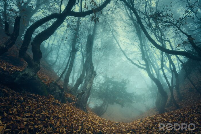 Papier peint  Forêt mystérieuse en automne