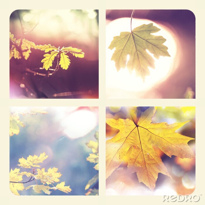 Papier peint  Forêt naturelle au feuillage jaune