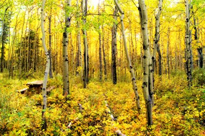 Forêt naturelle aux couleurs d'automne