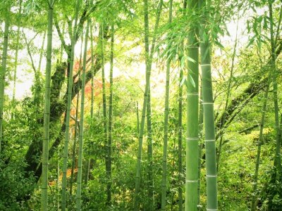 Papier peint  Forêt naturelle de bambous