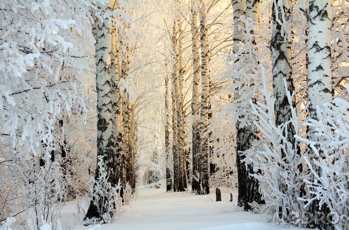 Papier peint  Forêt naturelle en hiver