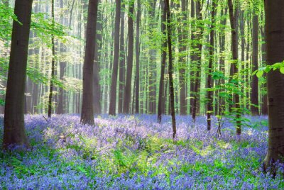 Papier peint  Forêt naturelle et cloches violettes