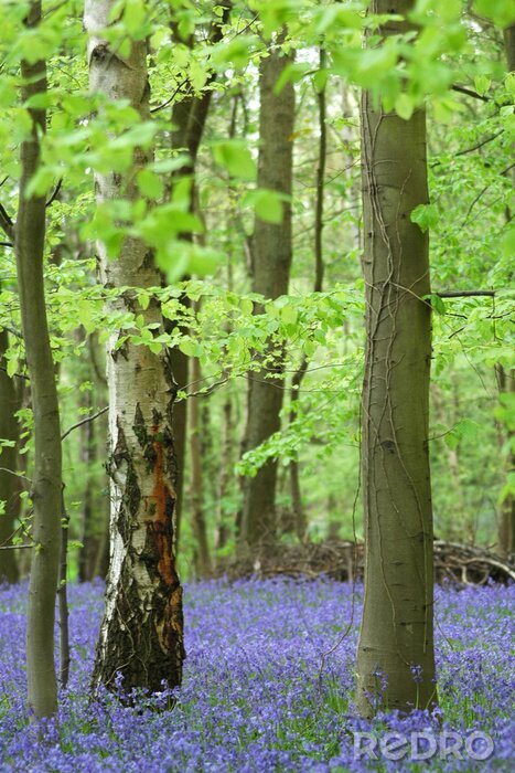 Papier peint  Forêt naturelle et fleurs violettes