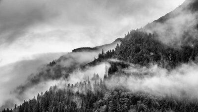 Forêt noire et blanche dans la brume