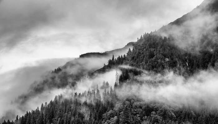 Papier peint  Forêt noire et blanche dans la brume