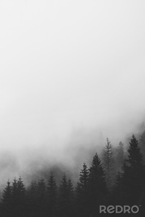 Papier peint  Forêt noire minimaliste et blanche