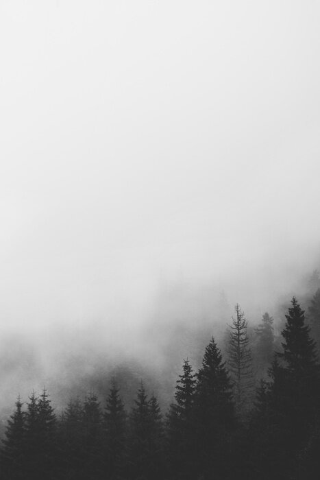 Papier peint  Forêt noire minimaliste et blanche