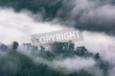 Papier peint  Forêt pluvieuse enveloppée de brume