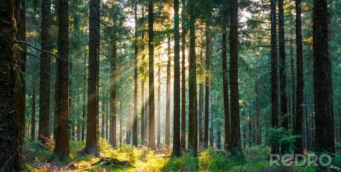 Papier peint  Forêt printanière baignée de soleil