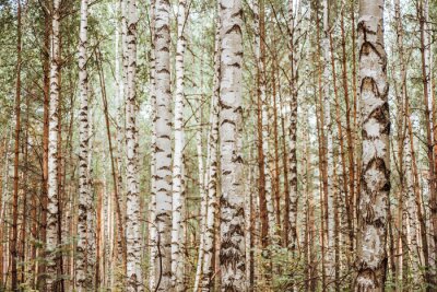 Papier peint  Forêt réaliste pleine de bouleaux