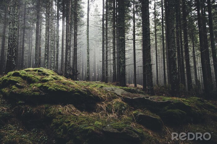 Papier peint  Forêt sauvage de paysage avec des arbres de pin et de mousse sur les rochers