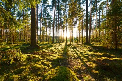 Forêt scandinave au coucher du soleil
