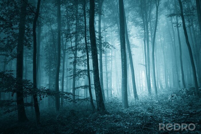Papier peint  Forêt sombre au crépuscule
