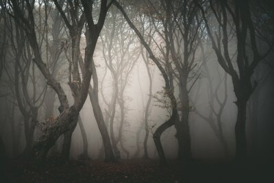 Forêt sombre dans le brouillard