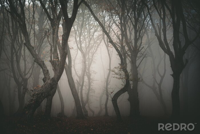 Papier peint  Forêt sombre dans le brouillard