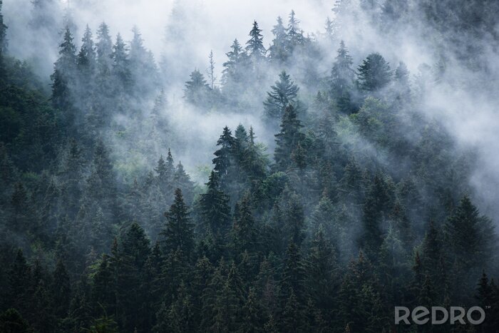 Papier peint  Forêt sombre dans les montagnes