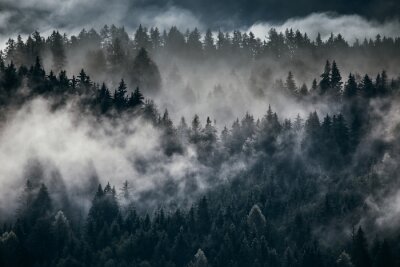 Forêt sombre derrière les nuages