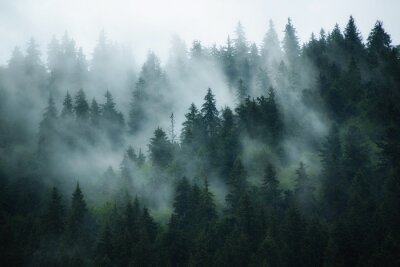 Forêt sombre entrecoupée de brouillard