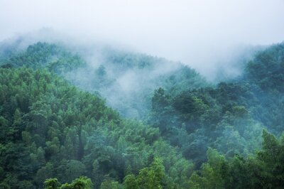Papier peint  Forêt sous la pluie et le brouillard