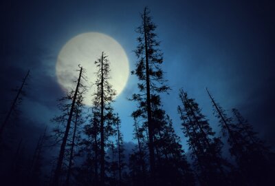 Forêt sur fond de lune
