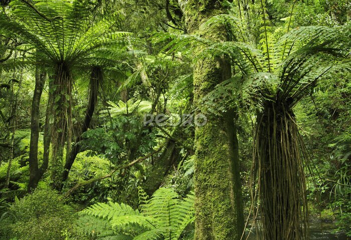 Papier peint  Forêt tropicale