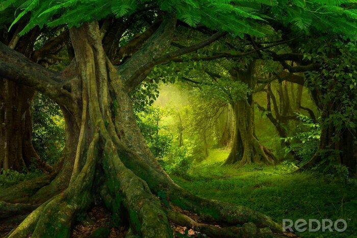 Papier peint  Forêt tropicale asiatique