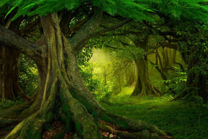 Papier peint  Forêt tropicale asiatique