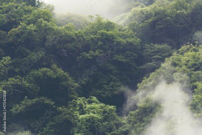 Papier peint  Forêt tropicale au Japon, image filtre vintage