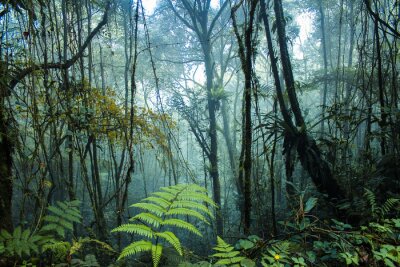 Papier peint  Forêt tropicale brumeuse