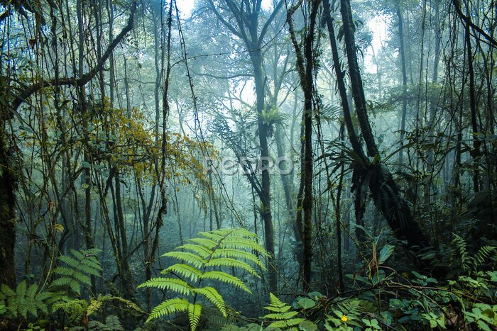 Papier peint  Forêt tropicale brumeuse