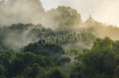 Papier peint  Forêt tropicale dans la brume