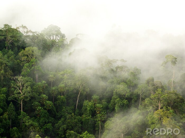 Papier peint  Forêt tropicale dans le brouillard