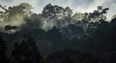 Forêt tropicale dans un vert brumeux